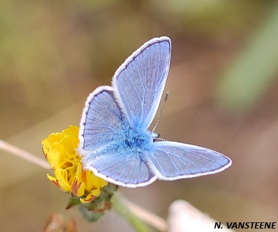 Polyommatus icarus